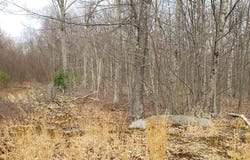 137 Wedgewood Drive, Hawley, PA 18428