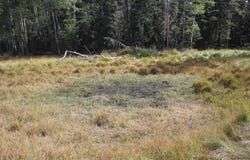 Sheilds Ave lot: 30, Black Lake, NM 87710-0000