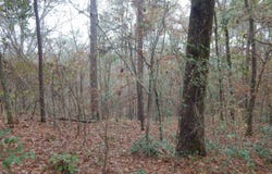 ASHWOOD, Gilmer, TX 75645