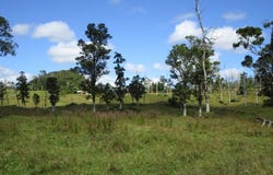 Pahoa, HI 96778