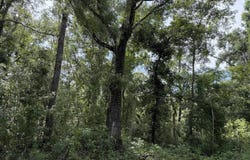 RUNNING SPRINGS Drive, Live Oak, FL 32060
