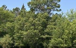 1640 BALSAM ST, Rhinelander, WI 54501