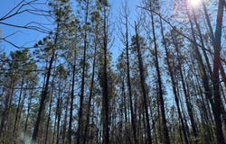 003 Brushy Hammock, Mayo, FL 32066