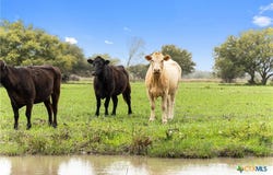 778 County Road 123, Edna, TX 77957