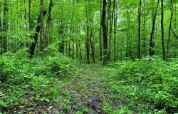 1.3 Jones Rd, German, NY 13801