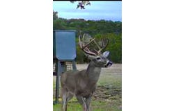 180 Bee Hive Rd, Hunt, TX 78024