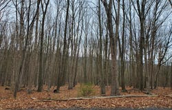 WALNUT RIDGE ROAD, OLDTOWN, MD 21555