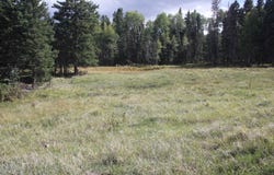Sheilds Ave lot: 30, Black Lake, NM 87710-0000
