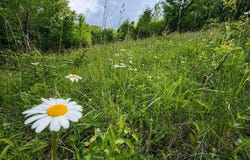 Iron Horse Lane lot: 6, Dryfork, WV 26263
