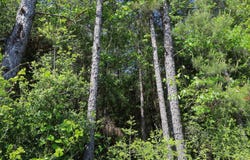 000 STATE ROUTE 505, Dodson, LA 71422
