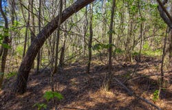 5508 Sealy Ann Mountain Rd, Adger, AL 35006