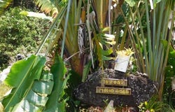 16-2087 MOHO RD, Kurtistown, HI 96760