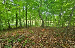 Cruze Rd, Powell, TN 37849