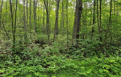 Lots 1-8,41-48 Indian Drive, Hayward, WI 54843