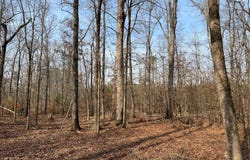 -- Cunningham Road, Bradley, SC 29819