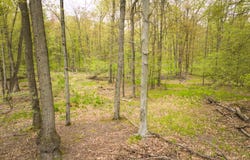 4848 Cutler Road, Six Lakes, MI 48886