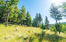 781 Springhill Road, Kila, MT 59920
