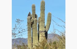 0 N CAVE CREEK Road, Carefree, AZ 85377