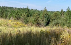 2272 Purvis Baxterville Road, Lumberton, MS 39455
