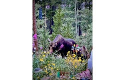 272 Severance Lodge Rd, Black Hawk, CO 80422