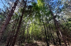Lot 3 810th Street, Sand Creek, WI 54765