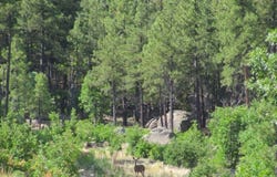 1039 Timbernook, Williams, AZ 86046
