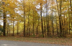 1 Harlan Drive, Watervliet, MI 49098