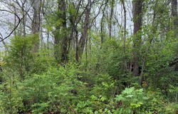 Alta Dr, Alderson, WV 24910
