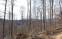 Rainbow Trout Drive, Spruce Pine, NC 28777