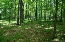 Lot #26 Fordville, Hardwood, MI 49834