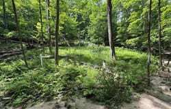 Lot #5 E Bellinger Road, Cedar, MI 49621