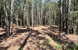 Elm Street lot: 1, Belhaven, NC 27810