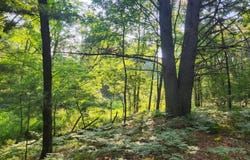 5153 Syers Drive, Luther, MI 49656