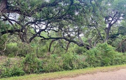TBD Loose Cow Road, Garwood, TX 77442