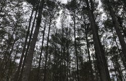 2387 Lassiter, Forsyth, GA 31029