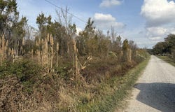 Holly Ridge Rd, Rayville, LA 71269