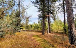 4040 Lyon Moss Rd, Loon Lake, WA 99148