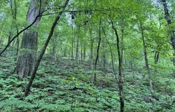 180.14 Ac Johnson Mill, Hamilton, GA 31811