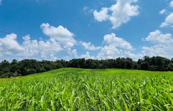 81 Shearer Cemetery Ln, Columbia, KY 42728