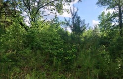 00 Hwy 195, Double Springs, AL 35553