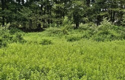 Lot 45 Lake Russell Road, Newfoundland, PA 18445