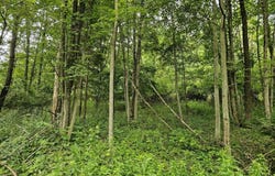 State Route 118, Lehman, PA 18612