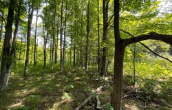17+Acres Marsh Rd, Kingsley, MI 49649