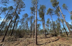 Highway 478, New Hebron, MS 39140
