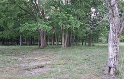 Partee, Marcella, AR 72555