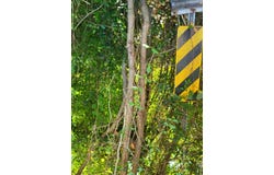 Lot  254 Petal Drive, Petal, MS 39465