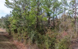 Live Oak, FL 32060