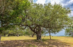 2160 (Tract #5) Baca Loop, Flatonia, TX 78941