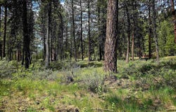 Tbd Victory Ln, Lowman, ID 83637