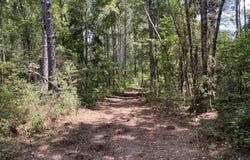 64.5 Acres Hwy 43 N, Poplarville, MS 39470